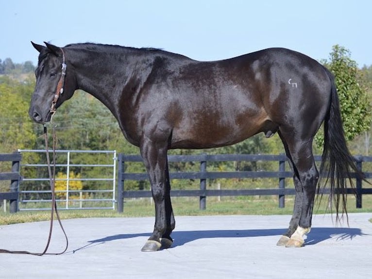 American Quarter Horse Gelding 13 years 15,1 hh Black in Wooster OH