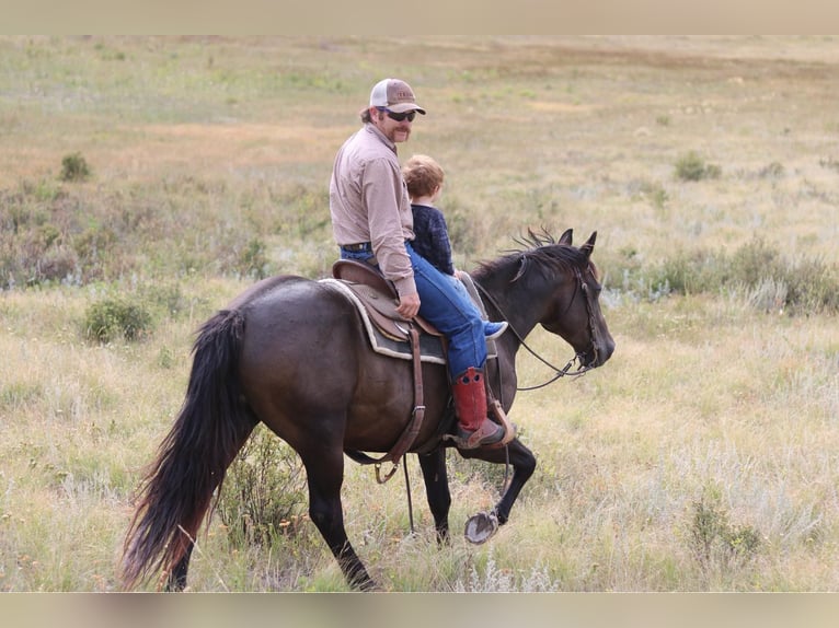 American Quarter Horse Gelding 13 years 15,1 hh Black in Fort Collins