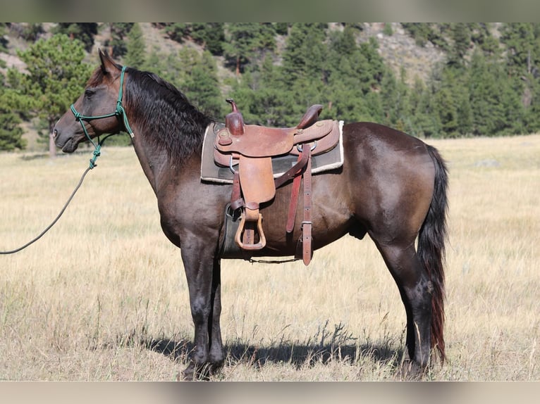 American Quarter Horse Gelding 13 years 15,1 hh Black in Fort Collins