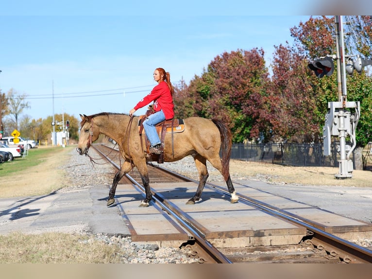 American Quarter Horse Gelding 13 years 15,1 hh Buckskin in Forney
