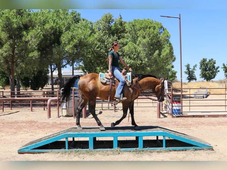 American Quarter Horse Gelding 13 years 15,1 hh Buckskin in Pleasant Grove CA