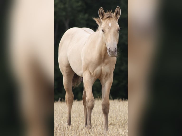 American Quarter Horse Gelding 13 years 15,1 hh Champagne in Hungen