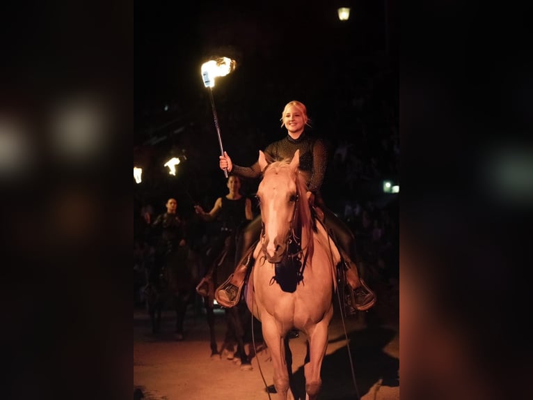 American Quarter Horse Gelding 13 years 15,1 hh Palomino in Eging am See