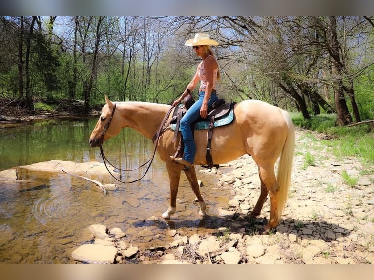 American Quarter Horse Gelding 13 years 15,1 hh Palomino in Hillsboro KY