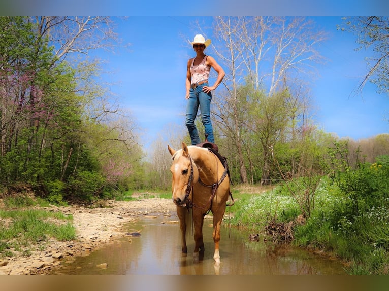 American Quarter Horse Gelding 13 years 15,1 hh Palomino in Hillsboro KY
