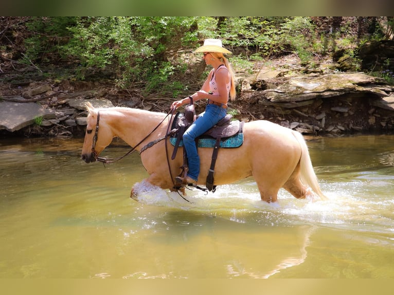 American Quarter Horse Gelding 13 years 15,1 hh Palomino in Hillsboro KY