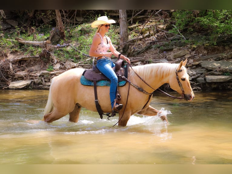 American Quarter Horse Gelding 13 years 15,1 hh Palomino in Hillsboro KY