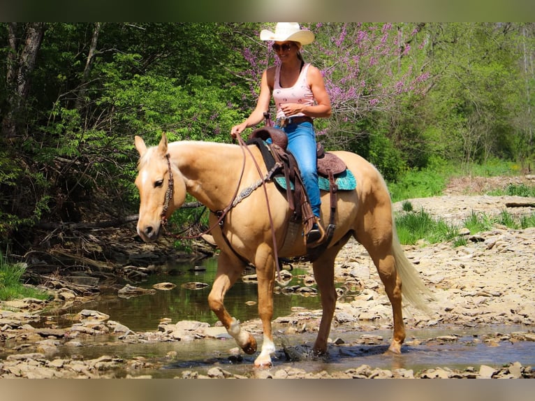 American Quarter Horse Gelding 13 years 15,1 hh Palomino in Hillsboro KY