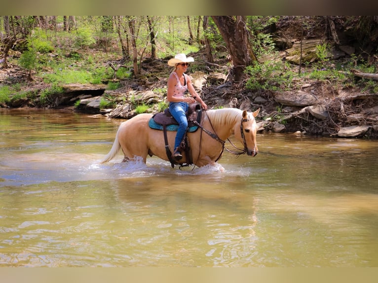 American Quarter Horse Gelding 13 years 15,1 hh Palomino in Hillsboro KY