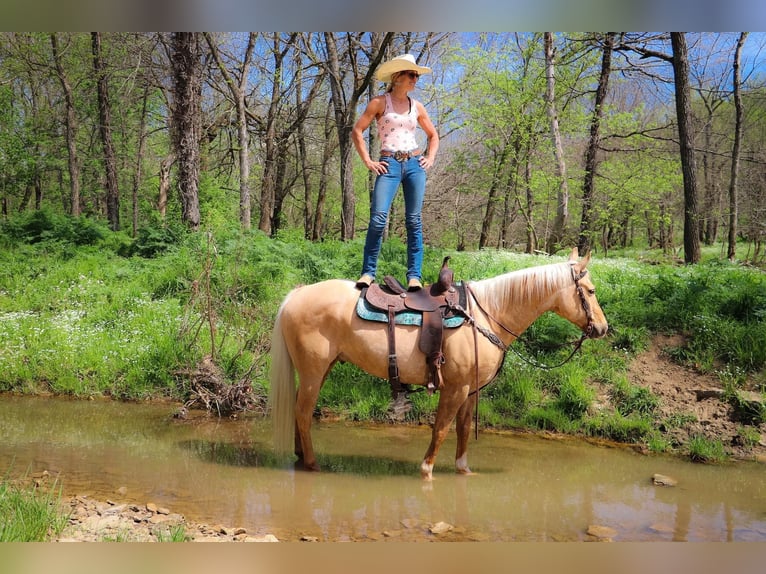 American Quarter Horse Gelding 13 years 15,1 hh Palomino in Hillsboro KY