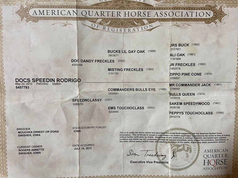 American Quarter Horse Gelding 13 years 15,1 hh Palomino in Hillsboro KY