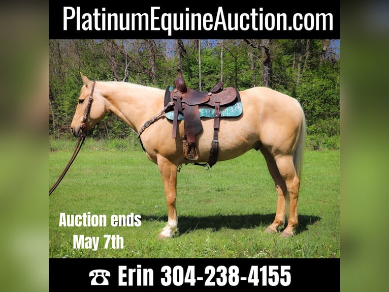 American Quarter Horse Gelding 13 years 15,1 hh Palomino in Hillsboro KY