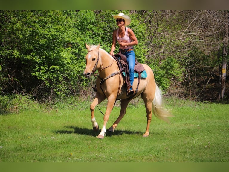 American Quarter Horse Gelding 13 years 15,1 hh Palomino in Hillsboro KY