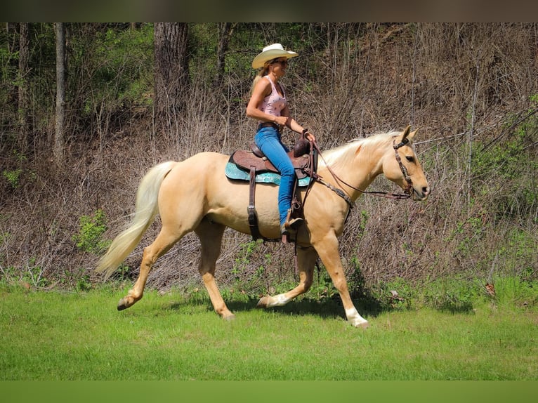 American Quarter Horse Gelding 13 years 15,1 hh Palomino in Hillsboro KY