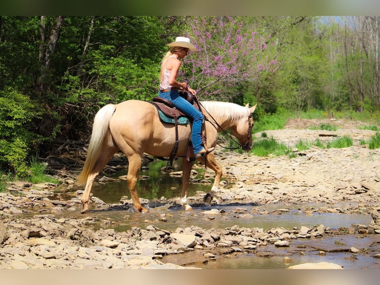 American Quarter Horse Gelding 13 years 15,1 hh Palomino in Hillsboro KY