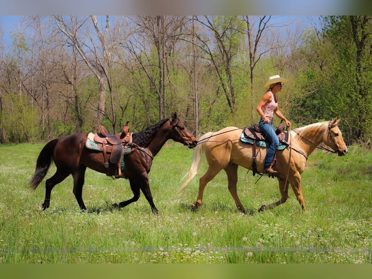American Quarter Horse Gelding 13 years 15,1 hh Palomino in Hillsboro KY