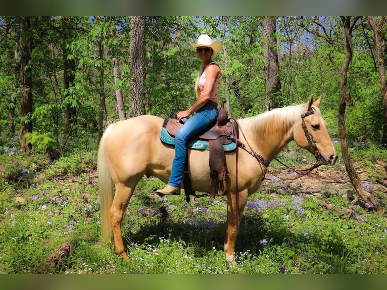 American Quarter Horse Gelding 13 years 15,1 hh Palomino in Hillsboro KY