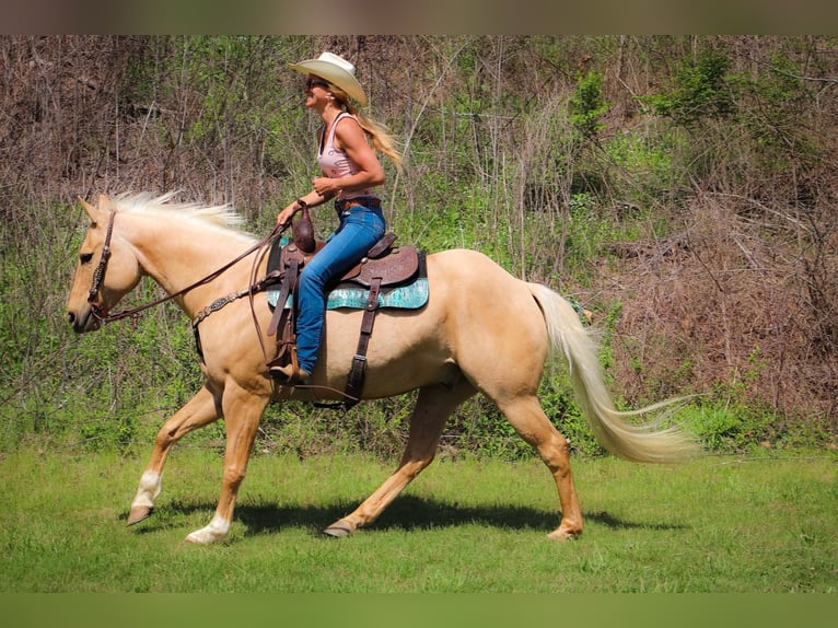 American Quarter Horse Gelding 13 years 15,1 hh Palomino in Hillsboro KY