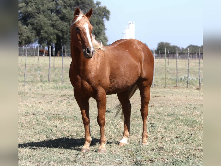 American Quarter Horse Gelding 13 years 15,1 hh Palomino in lIpan TX