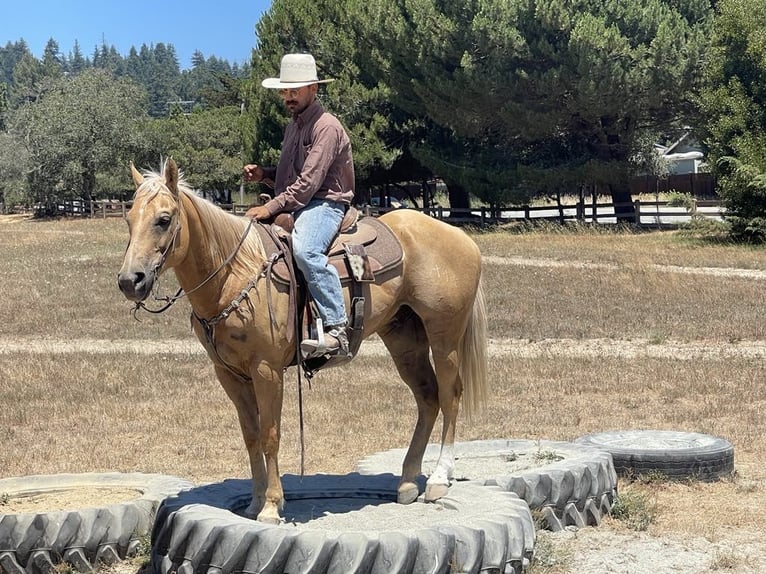 American Quarter Horse Gelding 13 years 15,1 hh Palomino in Paicines Ca