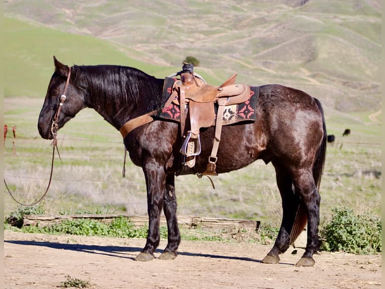 American Quarter Horse Gelding 13 years 15,1 hh Roan-Blue in Paicines CA