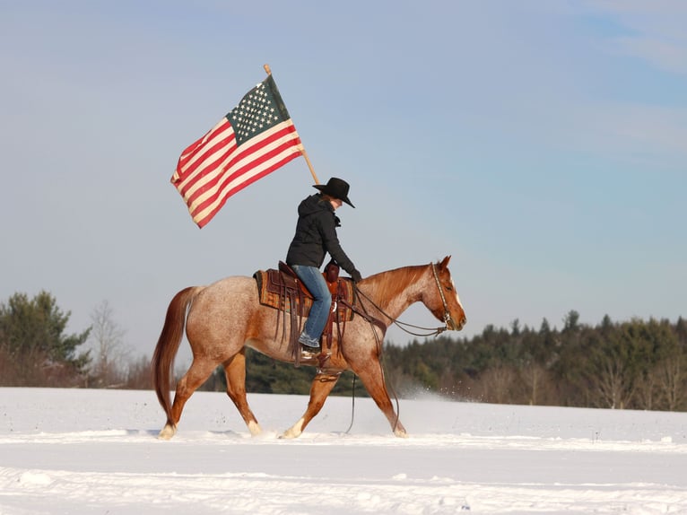 American Quarter Horse Gelding 13 years 15,1 hh Roan-Red in Clarion