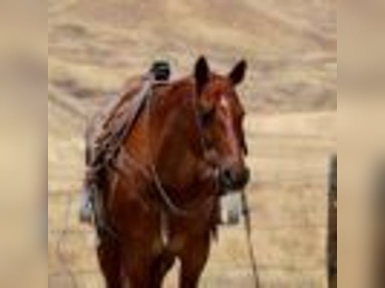 American Quarter Horse Gelding 13 years 15,1 hh Roan-Red in Paicines CA