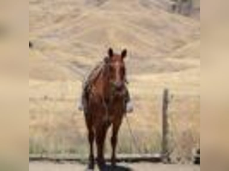 American Quarter Horse Gelding 13 years 15,1 hh Roan-Red in Paicines CA