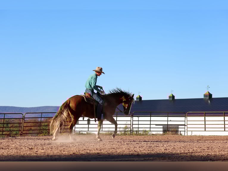American Quarter Horse Gelding 13 years 15,1 hh Sorrel in Needmore