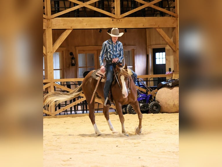 American Quarter Horse Gelding 13 years 15,1 hh Sorrel in Needmore
