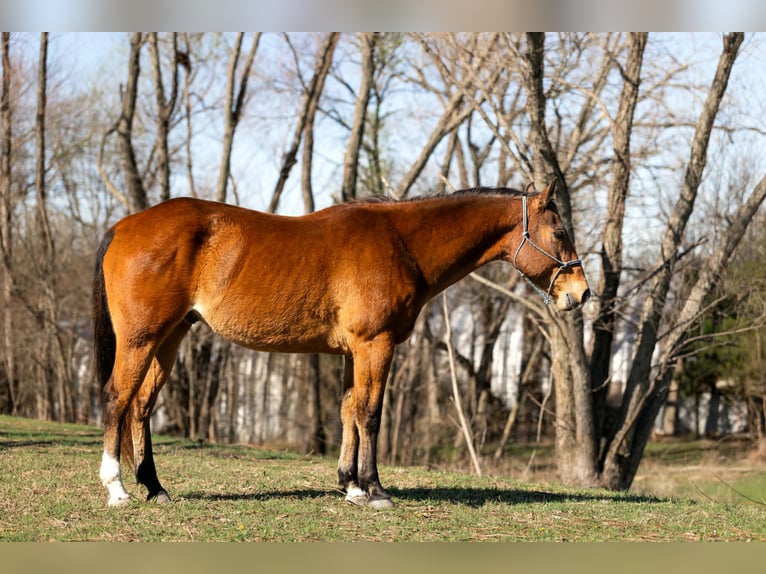 American Quarter Horse Gelding 13 years 15,2 hh Bay in Rockwall