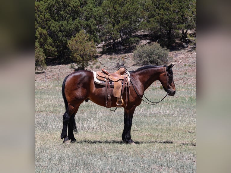 American Quarter Horse Gelding 13 years 15,2 hh Bay in Camp Verde AZ