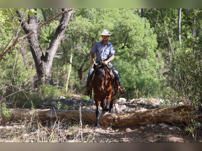 American Quarter Horse Gelding 13 years 15,2 hh Bay in Camp Verde AZ