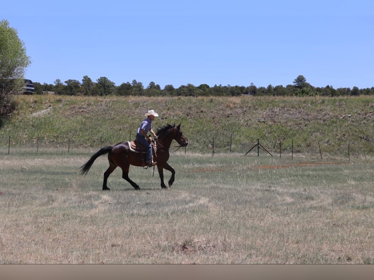 American Quarter Horse Gelding 13 years 15,2 hh Bay in Camp Verde AZ