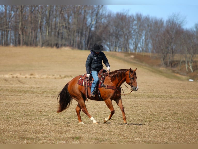 American Quarter Horse Gelding 13 years 15,2 hh Chestnut in Clarion