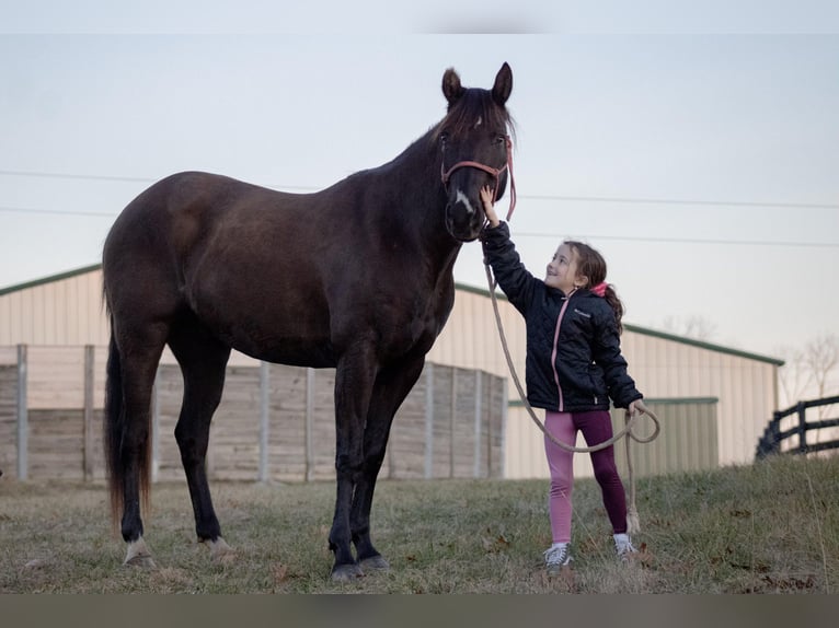 American Quarter Horse Gelding 13 years 15,2 hh Chestnut in Howell