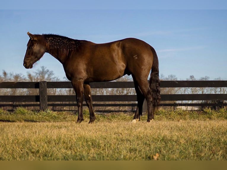 American Quarter Horse Gelding 13 years 15,2 hh Chestnut in Howell