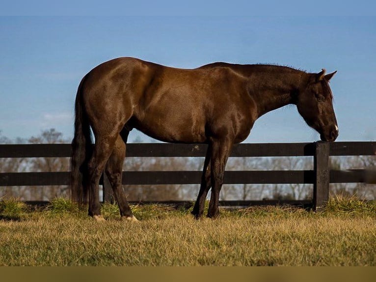 American Quarter Horse Gelding 13 years 15,2 hh Chestnut in Howell