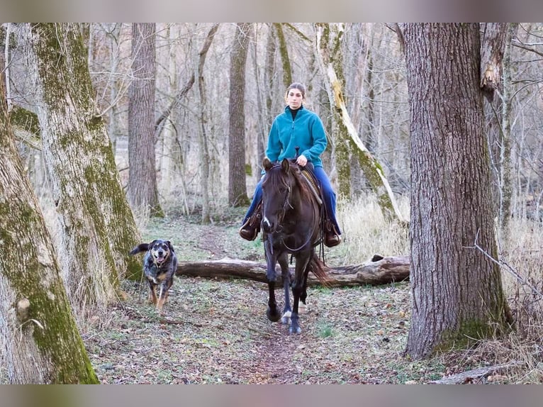American Quarter Horse Gelding 13 years 15,2 hh Chestnut in Howell