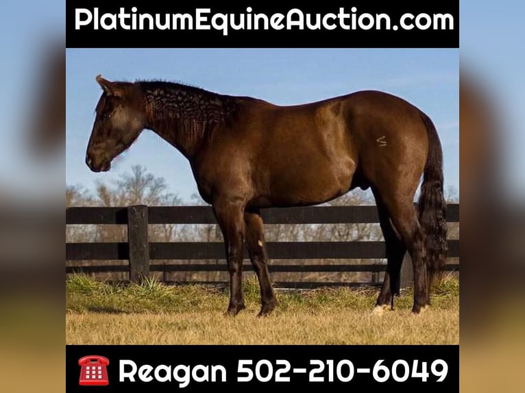 American Quarter Horse Gelding 13 years 15,2 hh Chestnut in Howell
