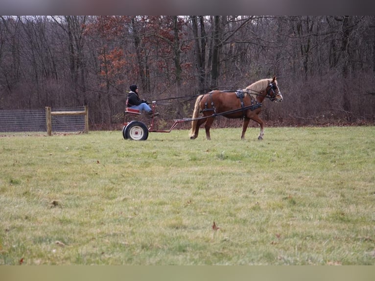 American Quarter Horse Gelding 13 years 15,2 hh Chestnut in Howell