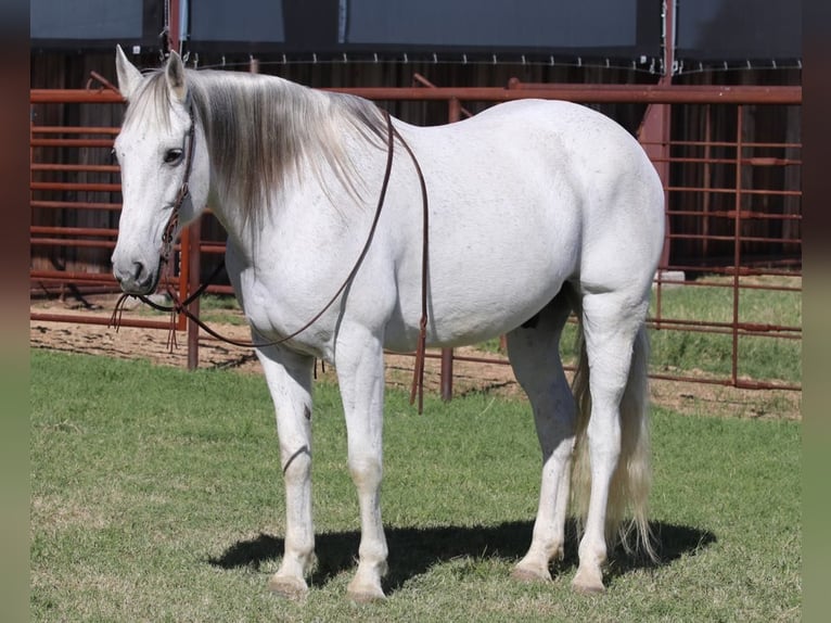 American Quarter Horse Gelding 13 years 15,2 hh Grey in LIpan TX