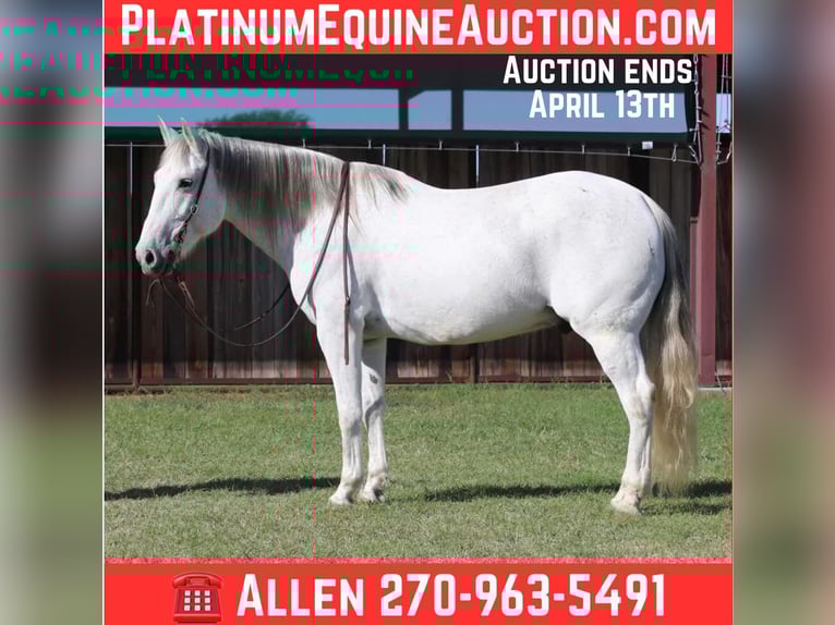 American Quarter Horse Gelding 13 years 15,2 hh Grey in LIpan TX
