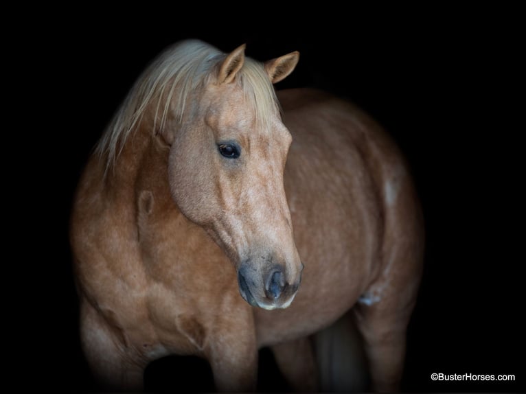 American Quarter Horse Gelding 13 years 15,2 hh Palomino in Weatherford Tx