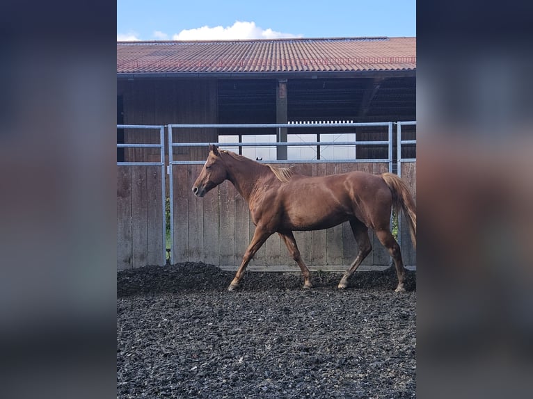 American Quarter Horse Gelding 13 years 15,3 hh Chestnut-Red in Oberhaching-Laufzorn