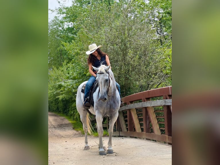 American Quarter Horse Gelding 13 years 15,3 hh Grey in Central Islip
