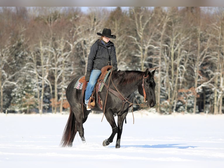 American Quarter Horse Gelding 13 years 15,3 hh Roan-Blue in Clarion