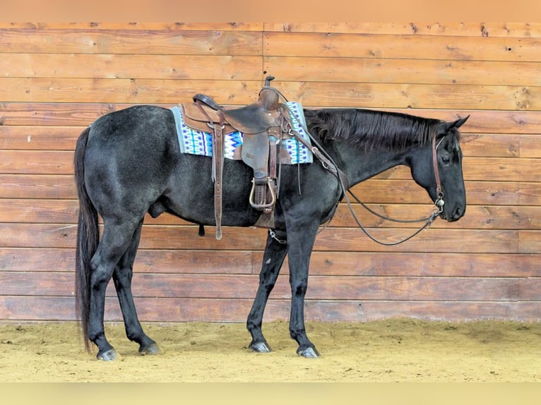 American Quarter Horse Gelding 13 years 15,3 hh Roan-Blue in Clarion