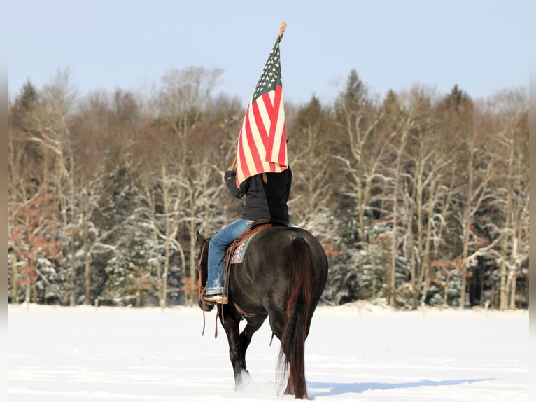 American Quarter Horse Gelding 13 years 15,3 hh Roan-Blue in Clarion