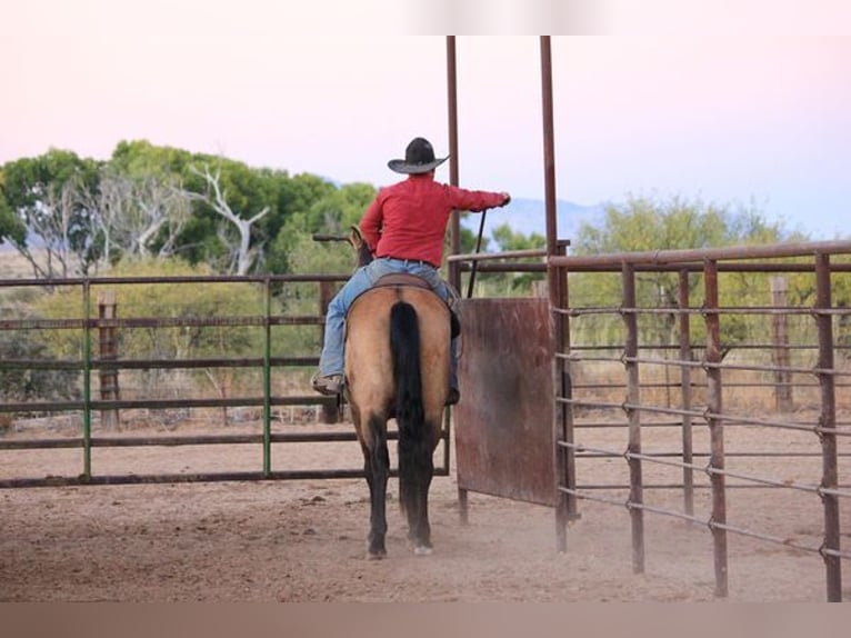 American Quarter Horse Gelding 13 years 16,1 hh Buckskin in Benson, AZ